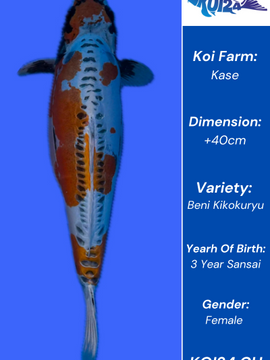 Beni Kikokuryu Koi