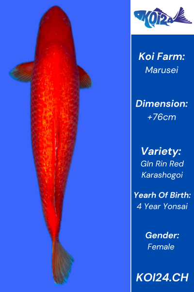 Gin Rin Red Karashigoi Koi