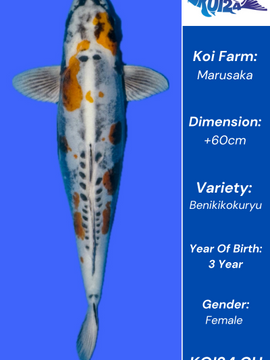 Benikikokuryu Koi