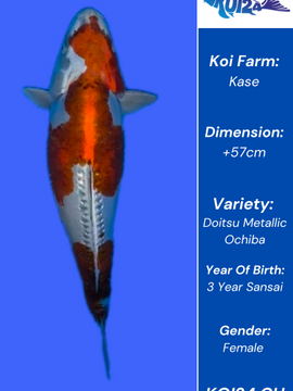 Doitsu Metallic Ochiba Koi