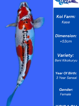Beni Kikokuryu Koi