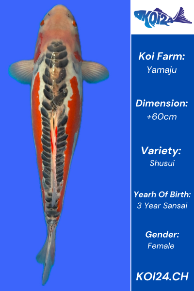 Shusui Koi