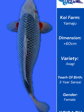 Asagi Koi