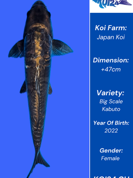 Big Scale Kabuto Koi