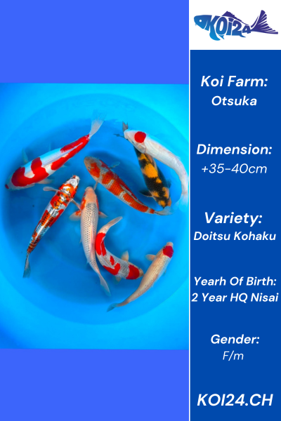 Nisai Doitsu Kohaku