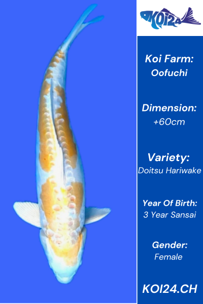 Doitsu Hariwake