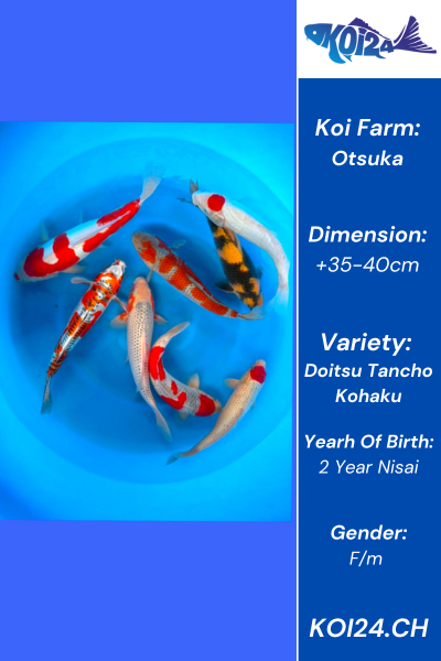 Nisai Doitsu Tancho Kohaku