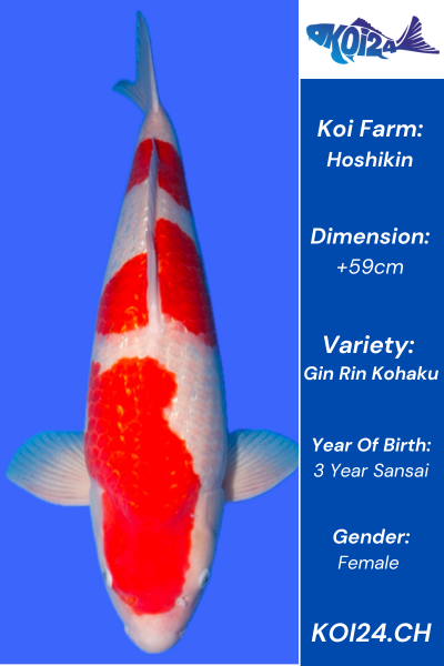 Gin Rin Kohaku